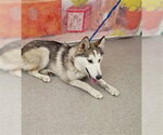 Small Siberian Husky