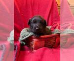 Small Photo #2 Border Collie-Golden Retriever Mix Puppy For Sale in BEMIDJI, MN, USA