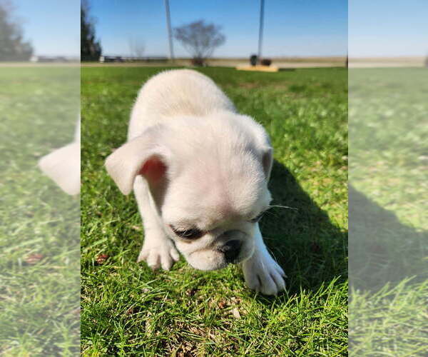 Medium Photo #2 Pug Puppy For Sale in CORY, IN, USA