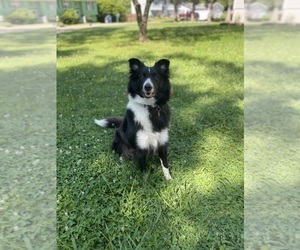 Mother of the Border Collie-Collie Mix puppies born on 07/14/2025