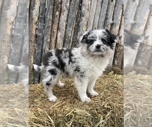 Miniature Australian Shepherd Puppy for sale in WILDER, ID, USA