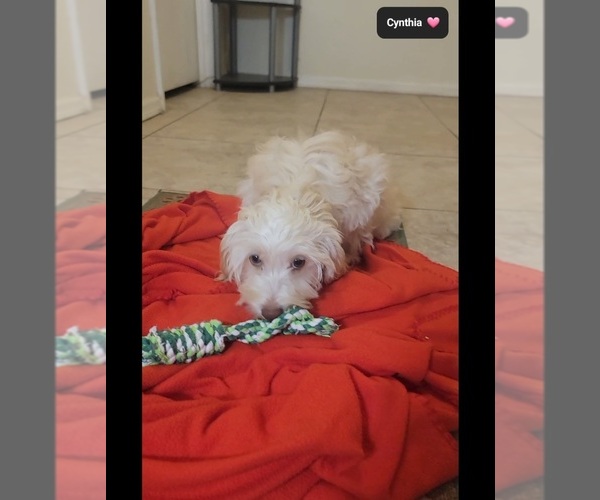 Medium Photo #3 Havapoo Puppy For Sale in TUCSON, AZ, USA