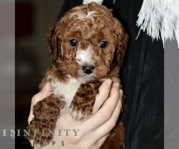 Medium Photo #5 Poodle (Miniature) Puppy For Sale in LEOLA, PA, USA