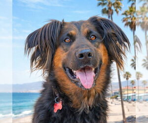 Daisy Ann - Adopt Me! - Female German Shepherd Dog-Unknown Mix Dog for Adoption - Photo #3