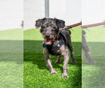 Small Photo #4 Poodle (Miniature)-Unknown Mix Puppy For Sale in Mundelein, IL, USA