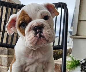 Bulldog Puppy for sale in EVANS, GA, USA