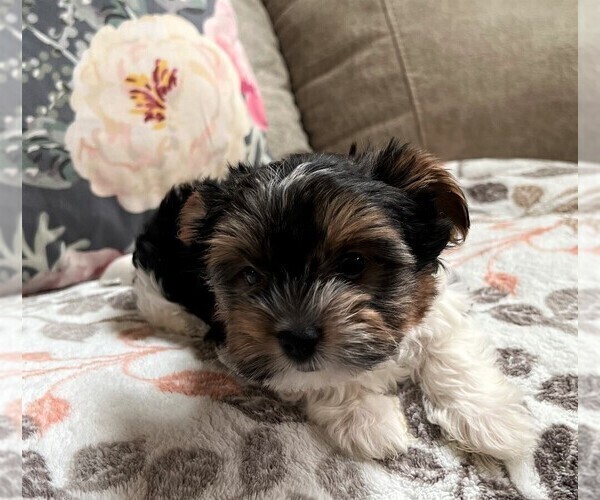 Medium Photo #19 Biewer Terrier Puppy For Sale in CANBY, OR, USA