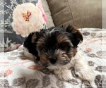 Small Photo #19 Biewer Terrier Puppy For Sale in CANBY, OR, USA