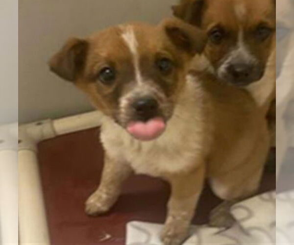 Medium Photo #3 Mutt Puppy For Sale in Salt Lake City, UT, USA