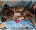 Small #15 Maltipom