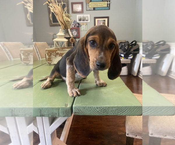 Medium Photo #14 Beagle Puppy For Sale in HAZEL GREEN, AL, USA