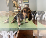 Small Photo #14 Beagle Puppy For Sale in HAZEL GREEN, AL, USA