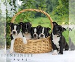 Small #2 Boston Terrier