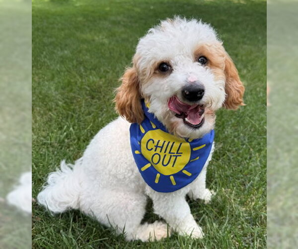 Medium Photo #4 Poodle (Toy) Puppy For Sale in Arlington, VA, USA
