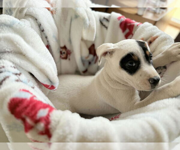 Medium Photo #3 Labrador Retriever-Unknown Mix Puppy For Sale in Royal Palm Beach, FL, USA