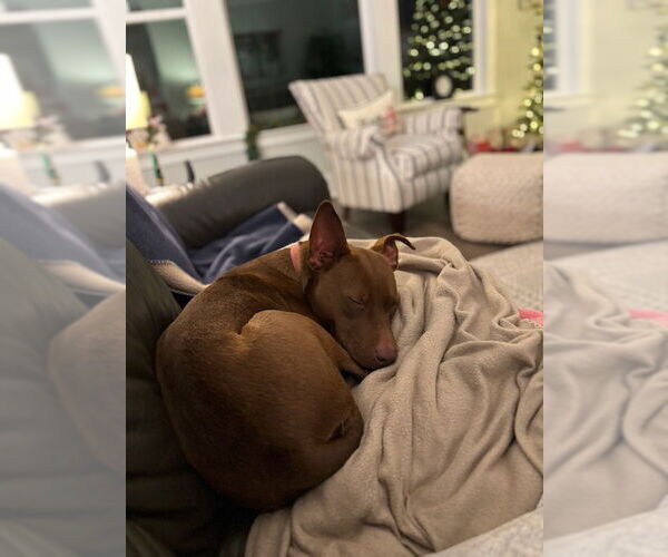 Medium Photo #2 Mutt Puppy For Sale in McCormick, SC, USA