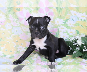 Medium Boston Terrier-Faux Frenchbo Bulldog Mix