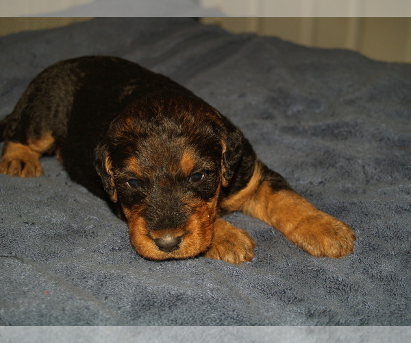 Medium Photo #2 Airedale Terrier Puppy For Sale in CHARLESTOWN, IN, USA