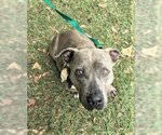 Small Photo #2 American Staffordshire Terrier-Unknown Mix Puppy For Sale in Denton, TX, USA