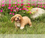 Puppy Henry Cocker Spaniel