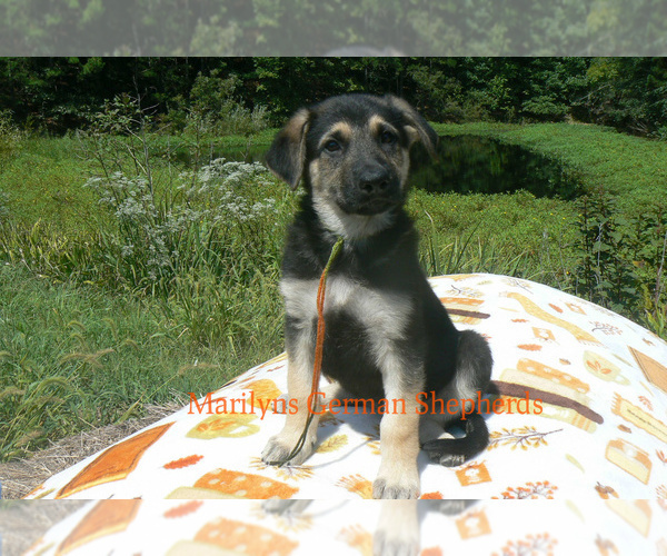 Medium Photo #6 German Shepherd Dog Puppy For Sale in PIEDMONT, MO, USA