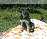 Small #5 German Shepherd Dog