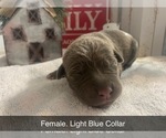 Small Photo #2 Cane Corso Puppy For Sale in AMARILLO, TX, USA