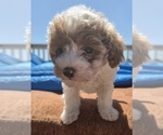 Puppy MAPLE Miniature Labradoodle