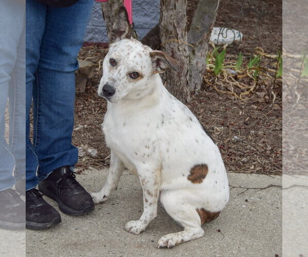 Medium Photo #3 Pointer-Red Heeler Mix Puppy For Sale in Huntley, IL, USA
