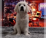 Small Photo #2 Golden Retriever Puppy For Sale in BARK RIVER, MI, USA