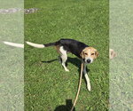 Small #3 American Foxhound Mix
