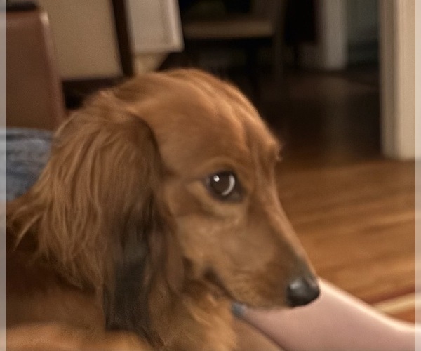 Medium Photo #1 Dachshund Puppy For Sale in CHARLOTTESVILLE, VA, USA