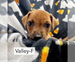 Valley - Female Mutt Dog for Adoption - Small photo