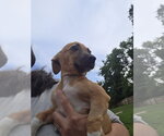 Small #1 Dachsador