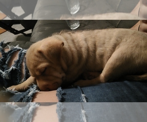Medium Photo #7 Chihuahua-Chinese Shar-Pei Mix Puppy For Sale in LEETONIA, OH, USA