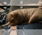 Small Photo #7 Chihuahua-Chinese Shar-Pei Mix Puppy For Sale in LEETONIA, OH, USA