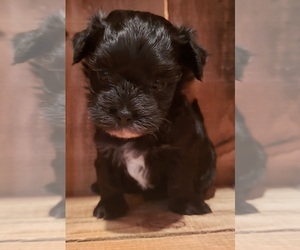 Maltese-Poodle (Toy) Mix Puppy for sale in PINK HILL, NC, USA