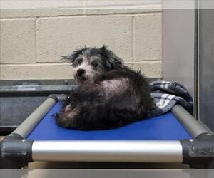 Mutt Dogs for adoption in Martinez, CA, USA