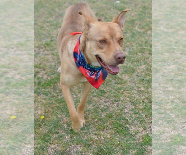 Medium Photo #5 Mutt Puppy For Sale in McKinney, TX, USA