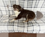 Small Photo #1 Australian Shepherd Puppy For Sale in HOLIDAY, FL, USA