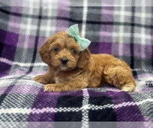 Cockapoo Puppy for sale in LAKELAND, FL, USA