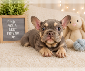 French Bulldog Puppy for sale in FORT LAUDERDALE, FL, USA