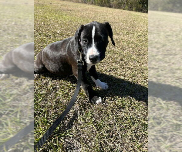 Medium Photo #3 Labrador Retriever-Unknown Mix Puppy For Sale in Tarrytown, GA, USA