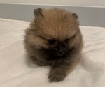 Small #10 Pomeranian