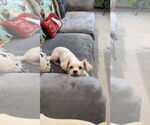 Small #2 Shih Tzu Mix