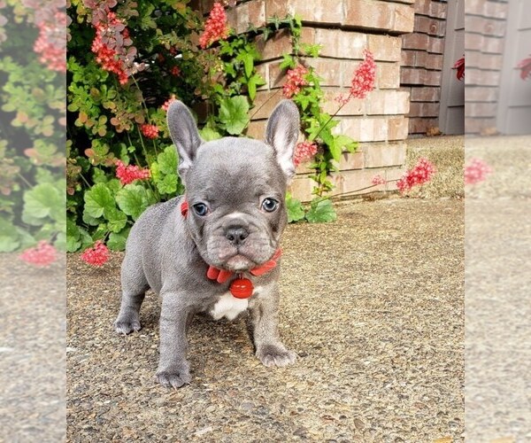 Medium Photo #4 French Bulldog Puppy For Sale in MARYSVILLE, WA, USA