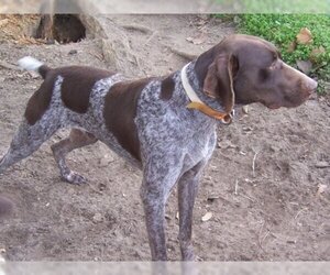 Mother of the German Shorthaired Pointer puppies born on 04/17/2019