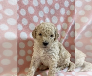 Goldendoodle Dog for Adoption in SAINT MARYS, Georgia USA