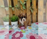 Small #4 Boxer