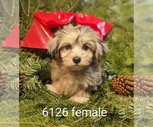 Maltipoo Puppy for sale in CLARE, IL, USA
